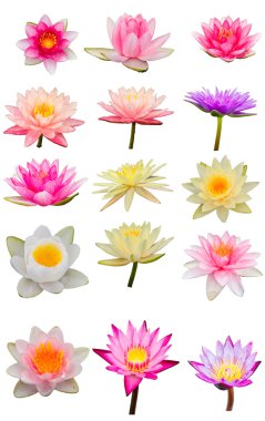 lotus topluluğu izole kırpma yolu ile beyaz uygunluğunu