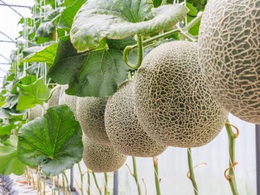 Cantaloupe melons growing in a greenhouse supported by string me clipart