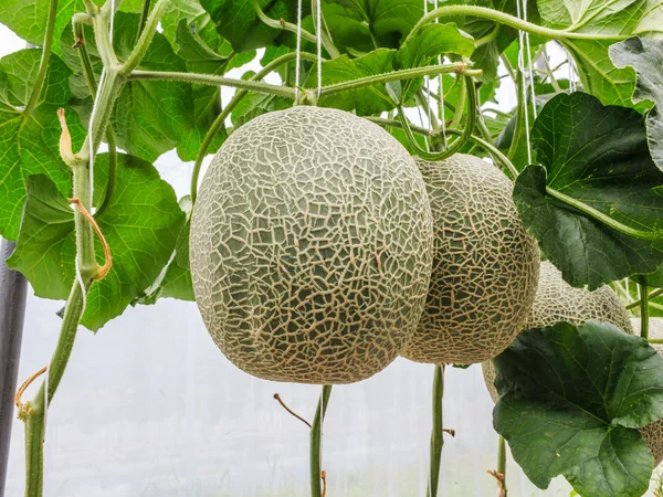 Melones melones que crecen en un invernadero sostenido por cuerdas —  Fotos de Stock