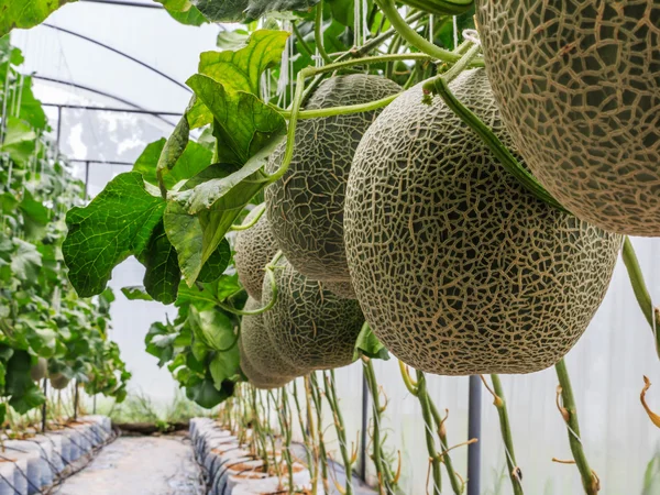 Melões cantaloupe crescendo em uma estufa apoiada pela corda me — Fotografia de Stock