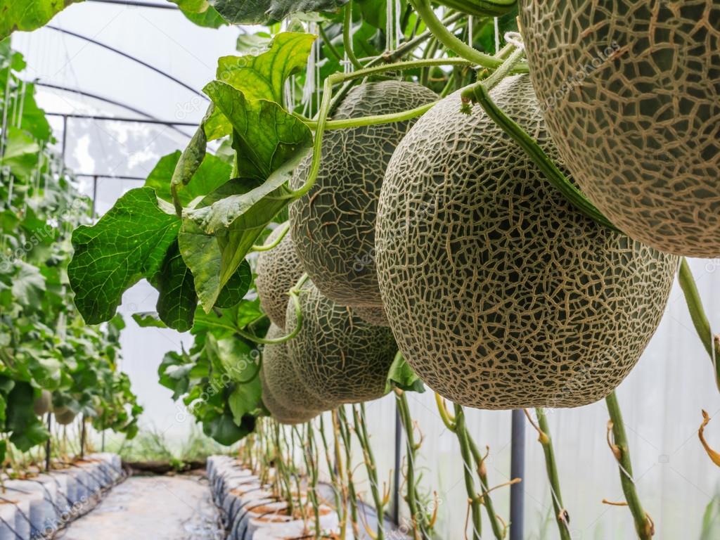 Cantaloupe melons growing in a greenhouse supported by string me