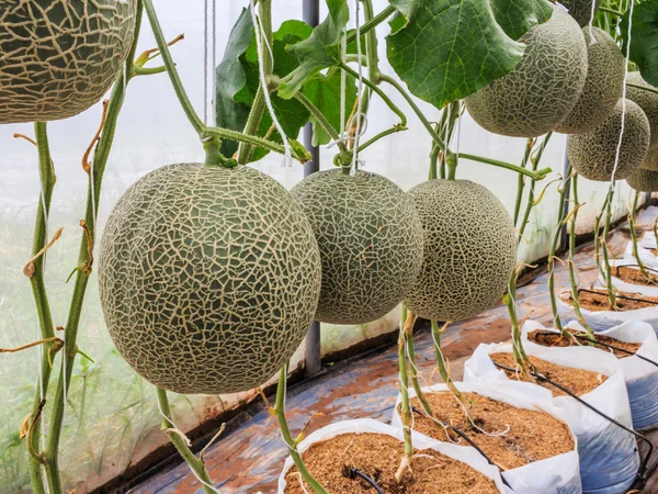 Melões cantaloupe crescendo em uma estufa apoiada pela corda me — Fotografia de Stock