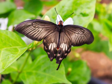 Çiçeğe yakın kelebek