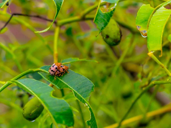 Beetle mating — Stock Photo, Image