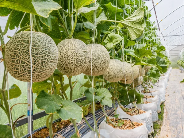 Door tekenreeks mij gesteund cantaloupe-meloenen groeien in een kas — Stockfoto