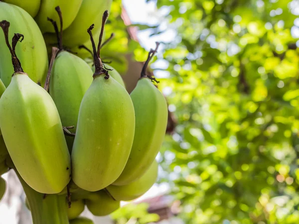나무에 원시 바나나 — 스톡 사진