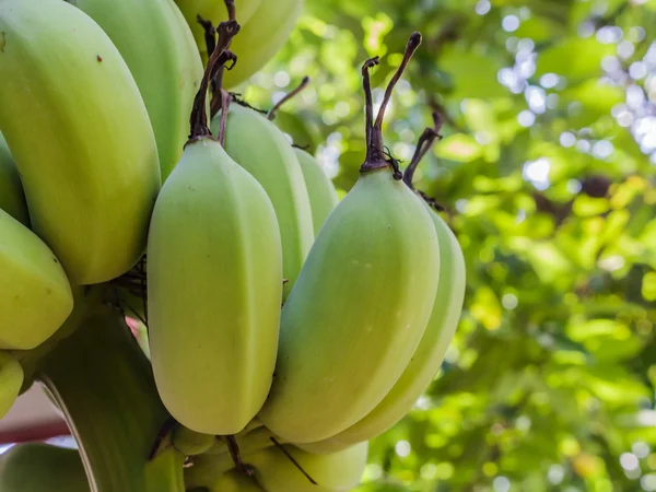 Raw banana on tree — Stock Photo, Image