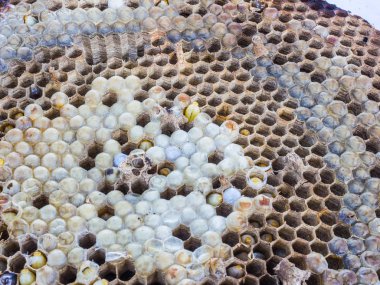 yaban arısı yuvası 