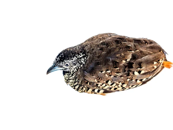 Adult quail on white background — Stock Photo, Image