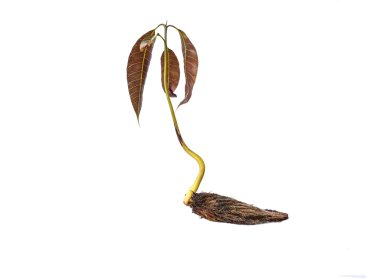 Mango seedling with seed and fresh leaves isolated on white