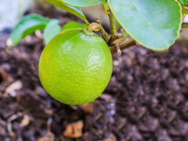 Ağaçta yeşil limon