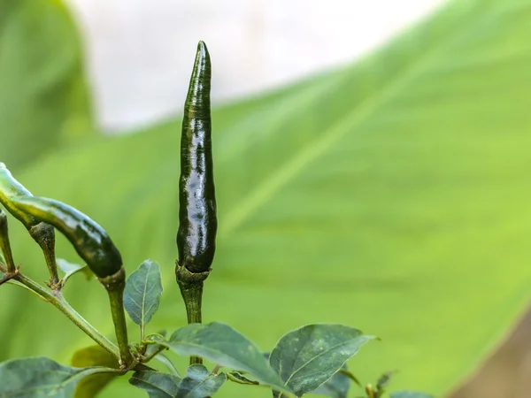 Grüne Paprika auf dem Baum — Stockfoto