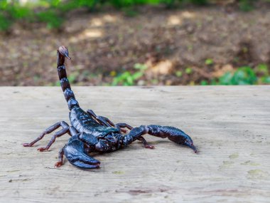 İmparator Akrep (Pandinus Imperator) 