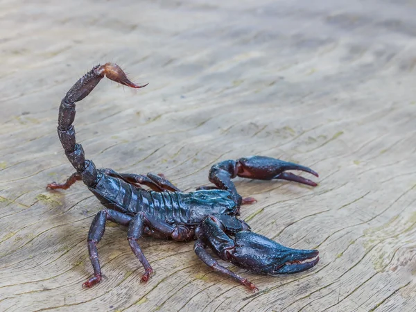 Kejsar Scorpion (Pandinus imperator) — Stockfoto