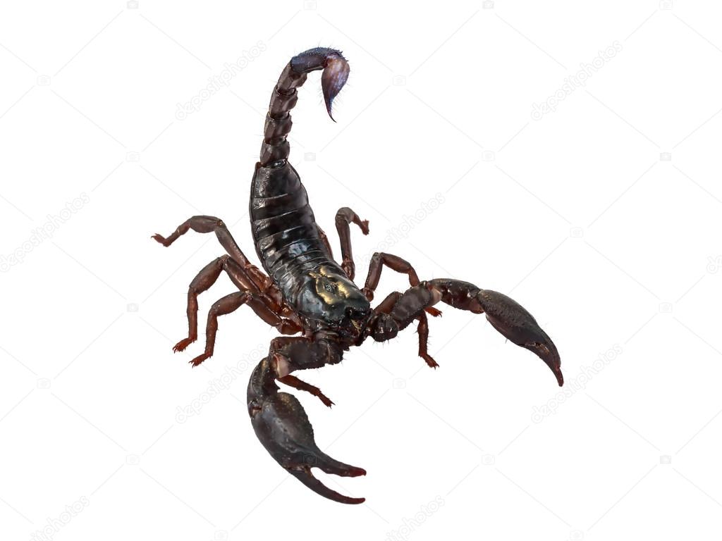 Scorpion Pandinus imperator isolated on white. 