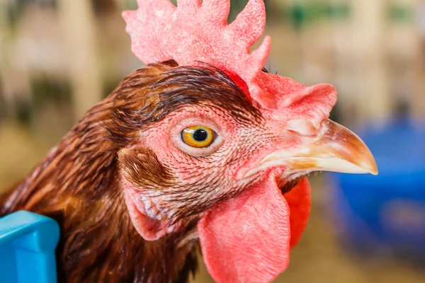 Cock head — Stock Photo, Image