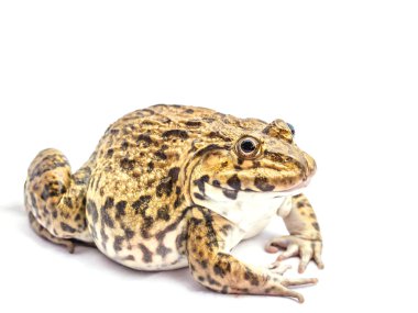 Kurbağa izole beyaz arka plan