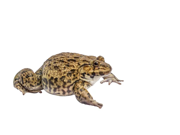 Frog isolare sfondo bianco con percorso di ritaglio — Foto Stock