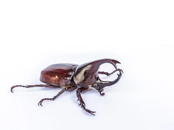 Mannelijke Siamese rhinoceros beetle, Xylotrupes gideon geïsoleerd op wh — Stockfoto