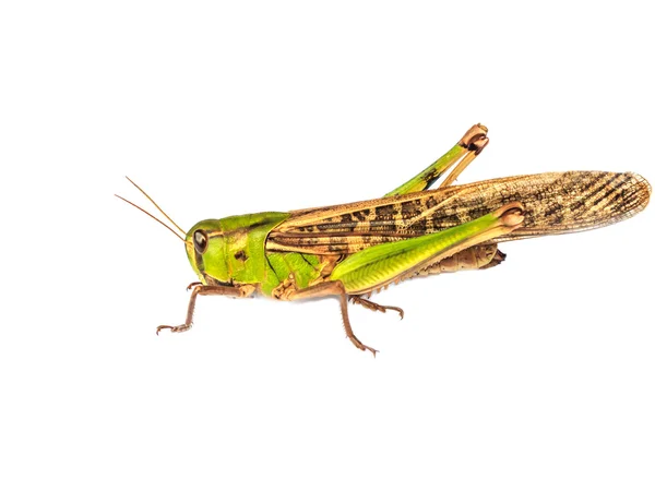 Locust pest — Stockfoto