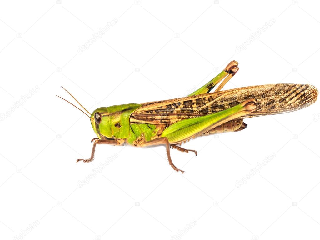 Locust pest