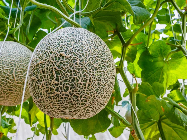 Melões cantaloupe crescendo em uma estufa apoiada pela corda me — Fotografia de Stock