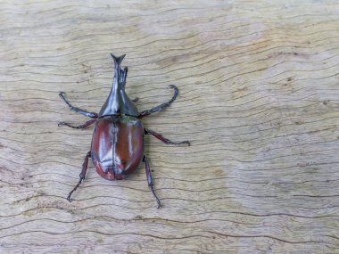 Erkek Gergedan, dynastinae