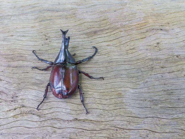 Samec Rhinoceros, čeleď Scarabaeidae — Stock fotografie