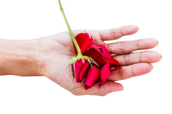 Красная роза с руками на белом фоне — стоковое фото