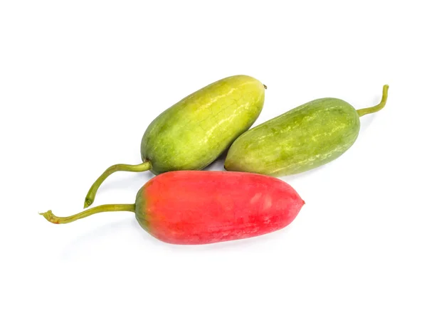 Färgglada frukter av Ivy Gourd eller Coccinia grandis (Cucurbitaceae) — Stockfoto