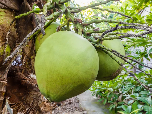 젊은 코코넛 나무에 — 스톡 사진