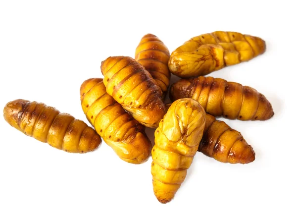 İpekböceği pupa beyaz arka plan üzerinde