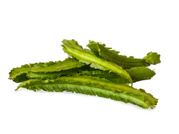 Winged Bean isolate On White  Background — Stock Photo, Image