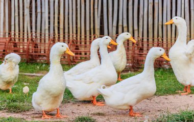 çimenlerin üzerinde beyaz ördek