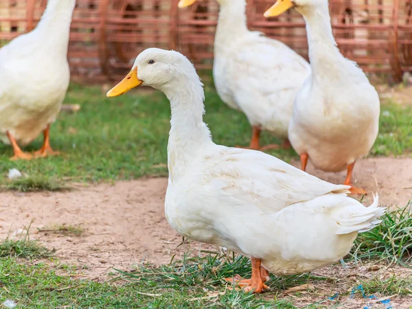 Pato blanco sobre hierba —  Fotos de Stock
