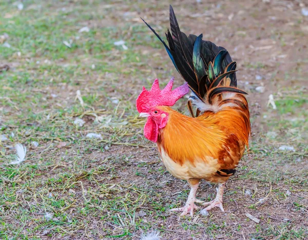 Kogut kurczak dziobanie paszy — Zdjęcie stockowe
