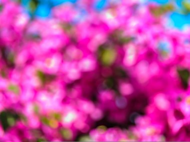 Bougainvillea çiçek görüntüsünü bulanıklık