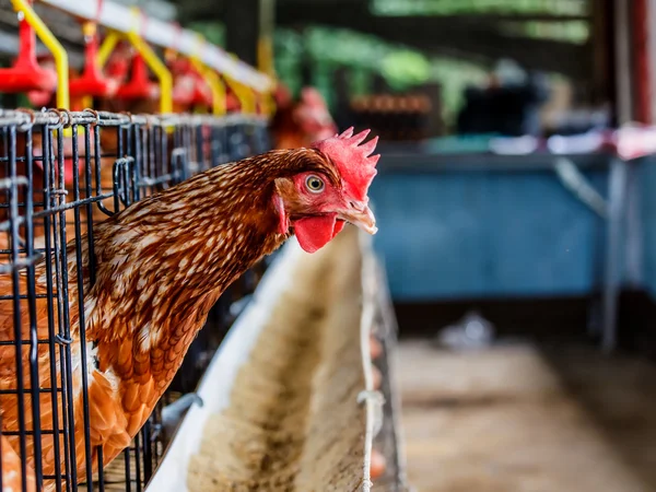 Eggs chicken farm — Stock Photo, Image