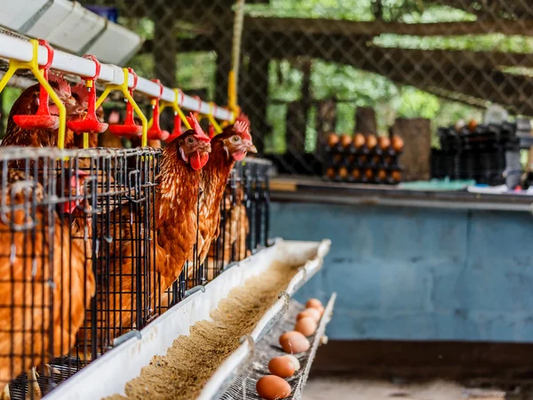 Eggs chicken farm — Stock Photo, Image