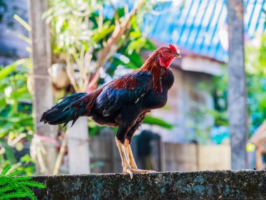 Red Rooster ayakta duvara