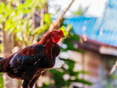 Red Rooster ayakta duvara