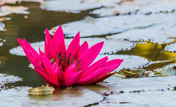 Cerca de flor de lirio de agua rosa en el estanque — Foto de Stock