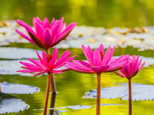 Cerca de flor de lirio de agua rosa en el estanque — Foto de Stock