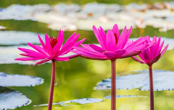 Cerca de flor de lirio de agua rosa en el estanque — Foto de Stock