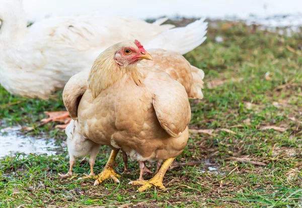 Gray kip bewaking kuikens — Stockfoto