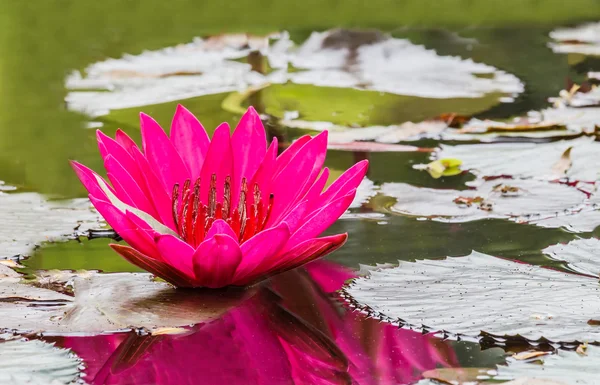 Cerca de flor de lirio de agua rosa en el estanque — Foto de Stock