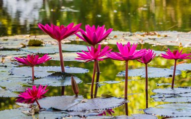 Pembe nilüfer çiçeği havuzda kapatın