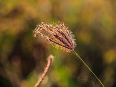 Reed çim closeup sisli sabahı 