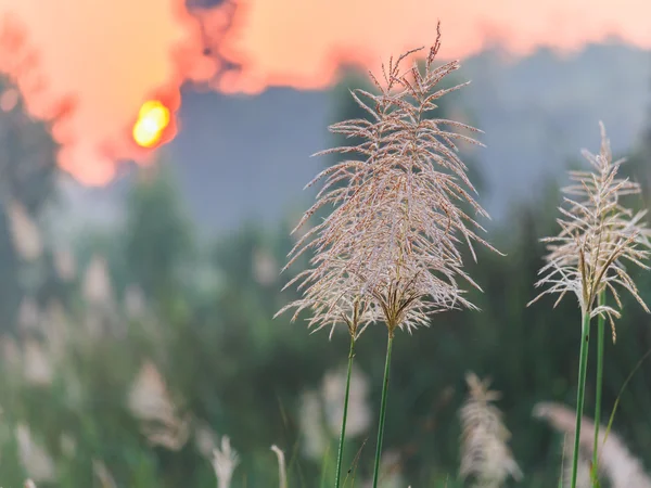 Reed grass closeup on foggy morning — Stock Photo, Image