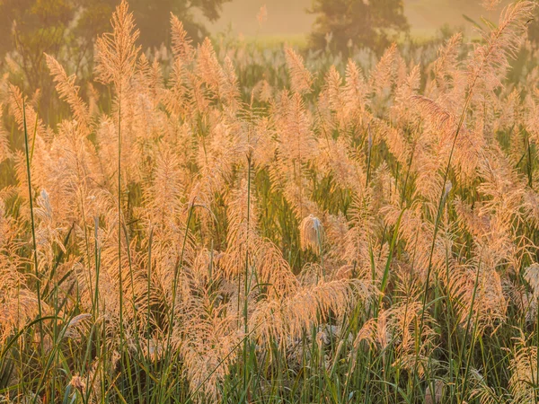 Reed grass closeup on foggy morning — Stock Photo, Image